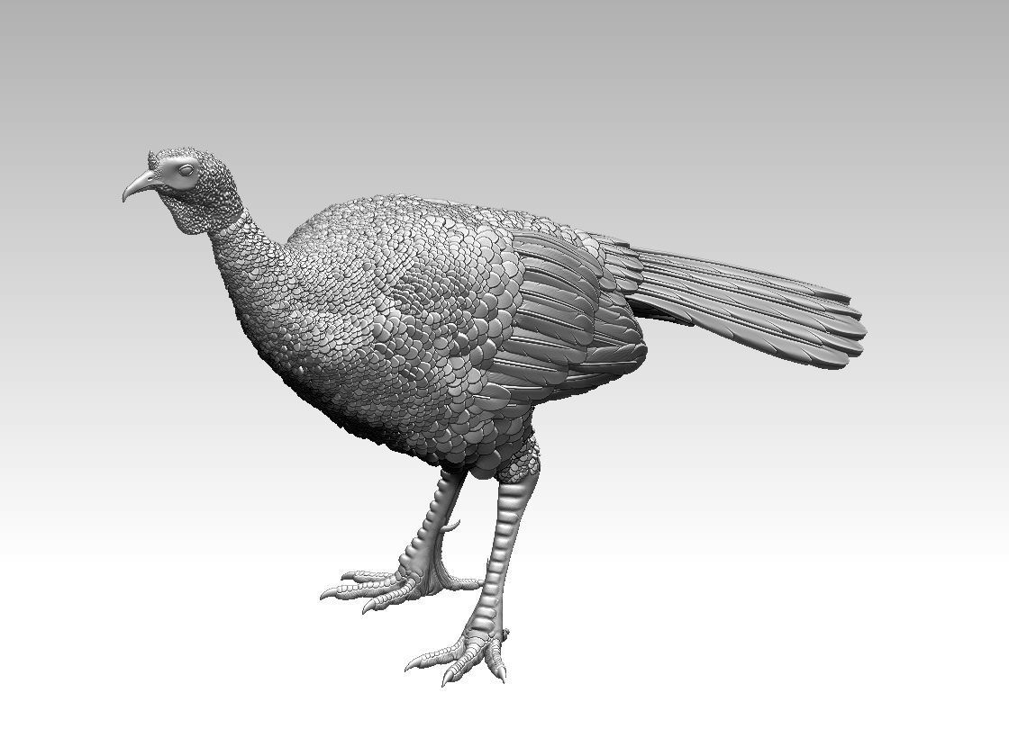 bird Turkey 3D print model_23