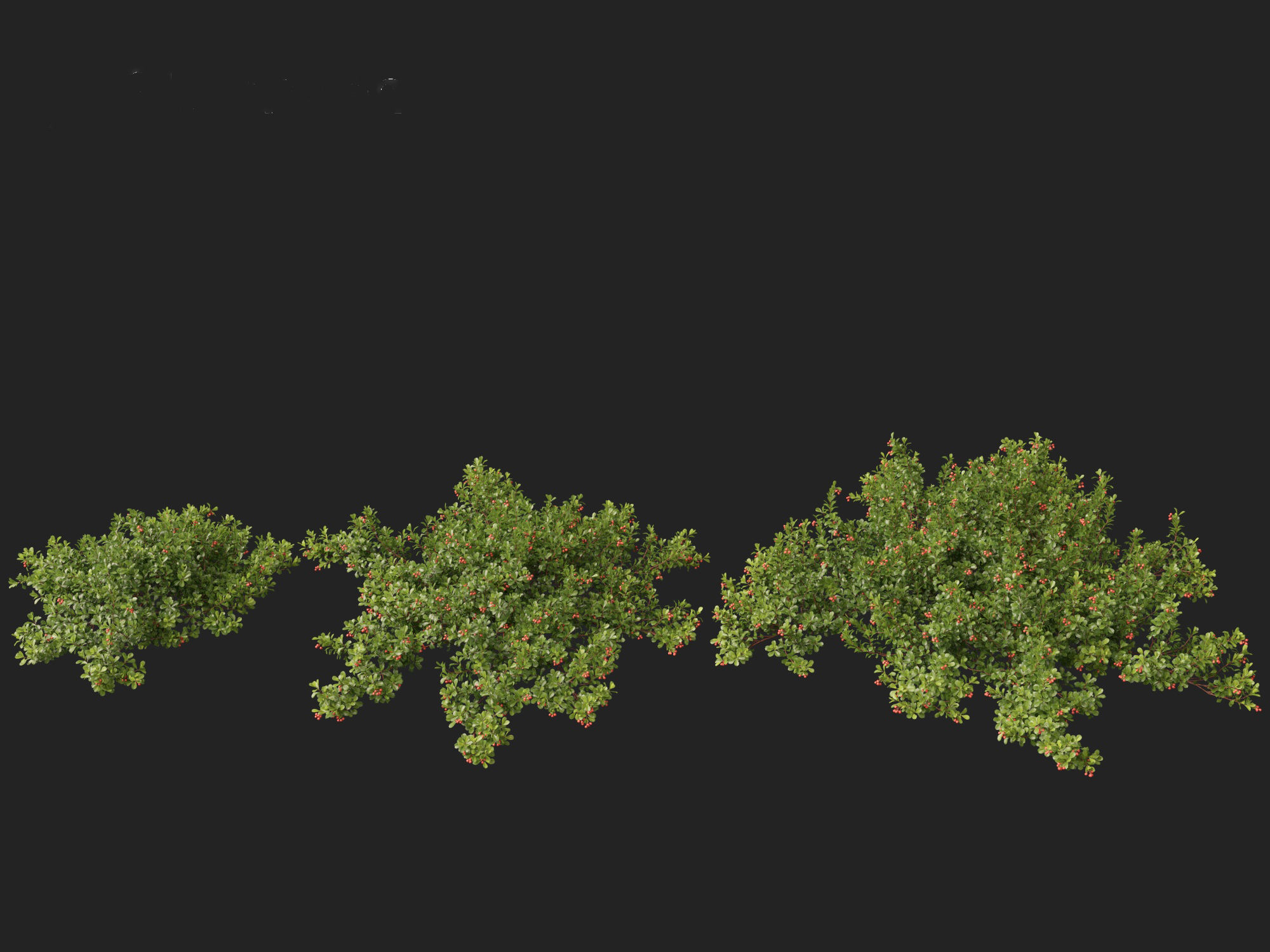 Arctostaphylos uva-ursi - common bearberry 3D model_9