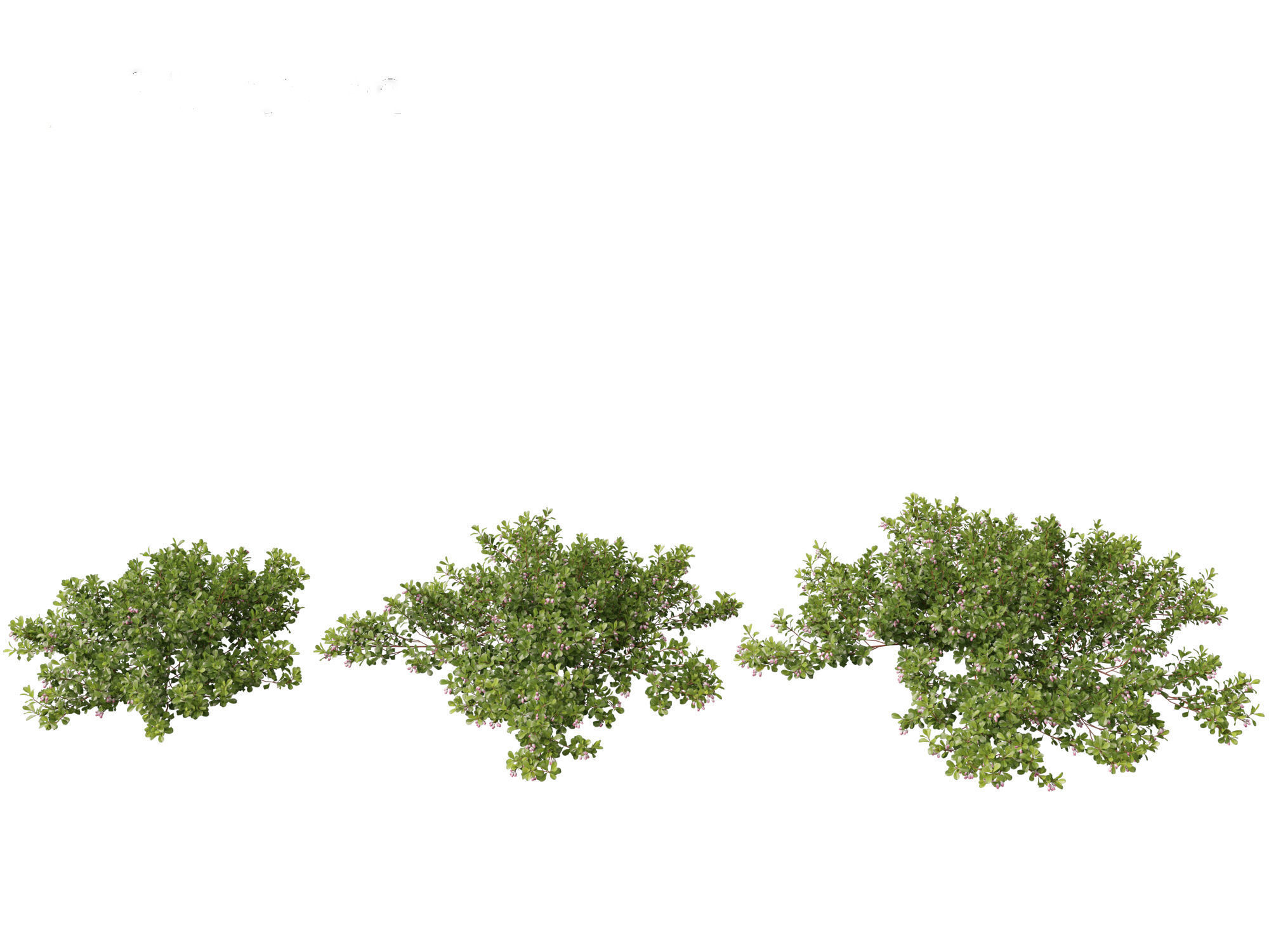 Arctostaphylos uva-ursi - common bearberry 3D model_6