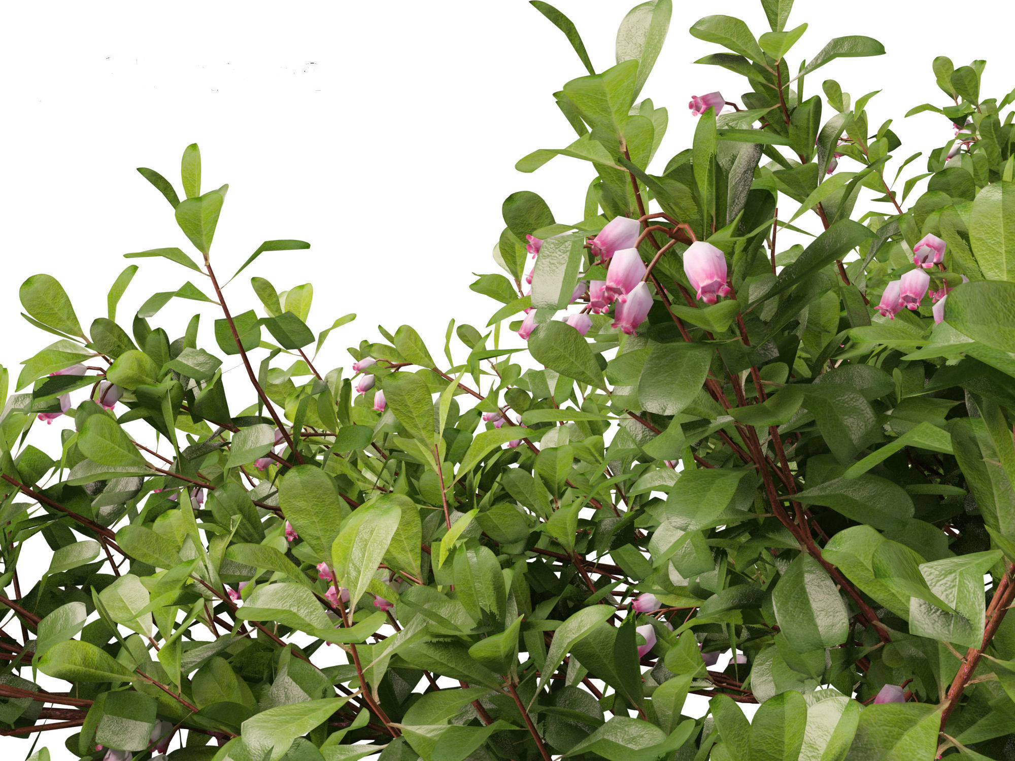 Arctostaphylos uva-ursi - common bearberry 3D model_3