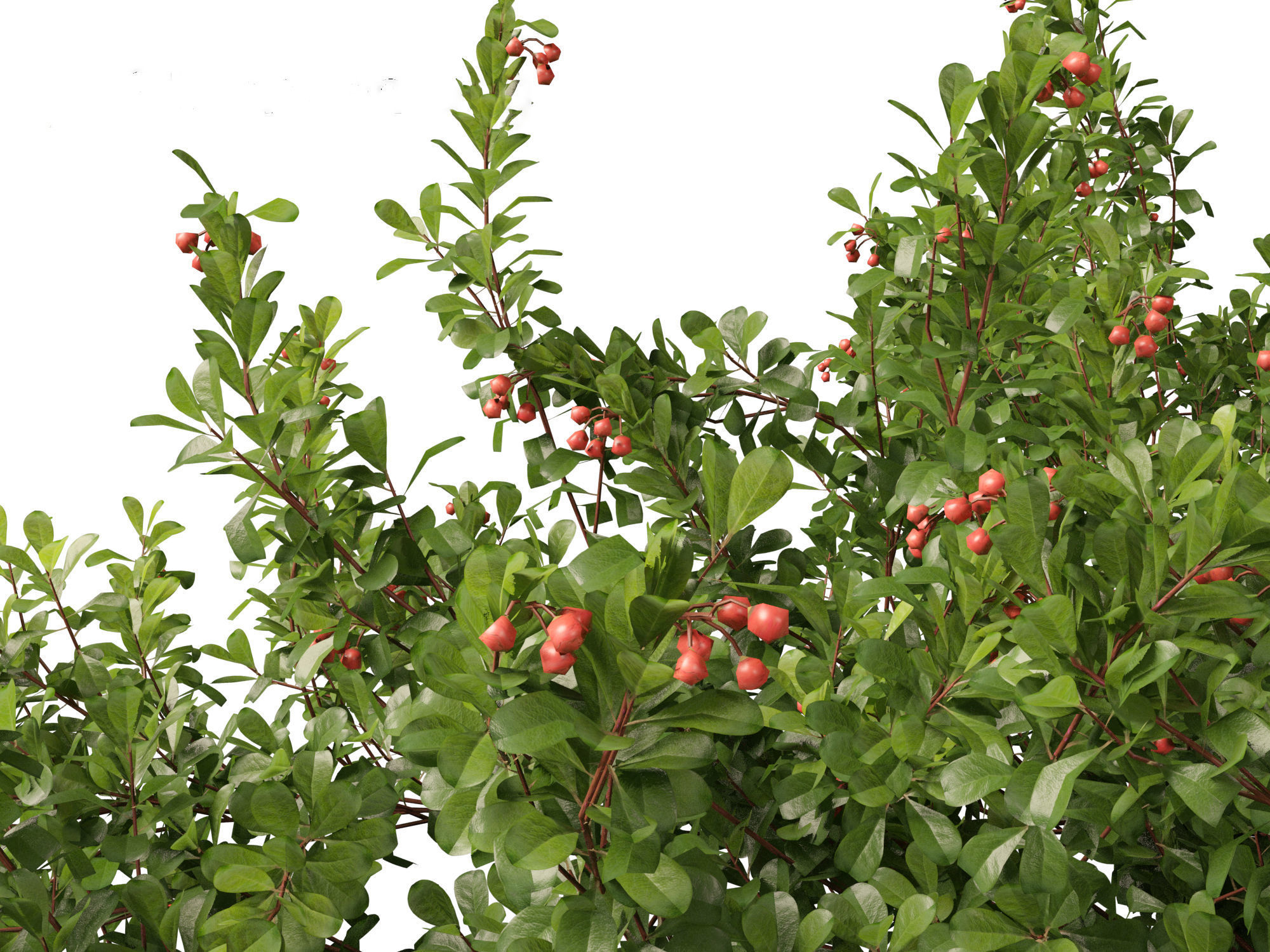 Arctostaphylos uva-ursi - common bearberry 3D model_11
