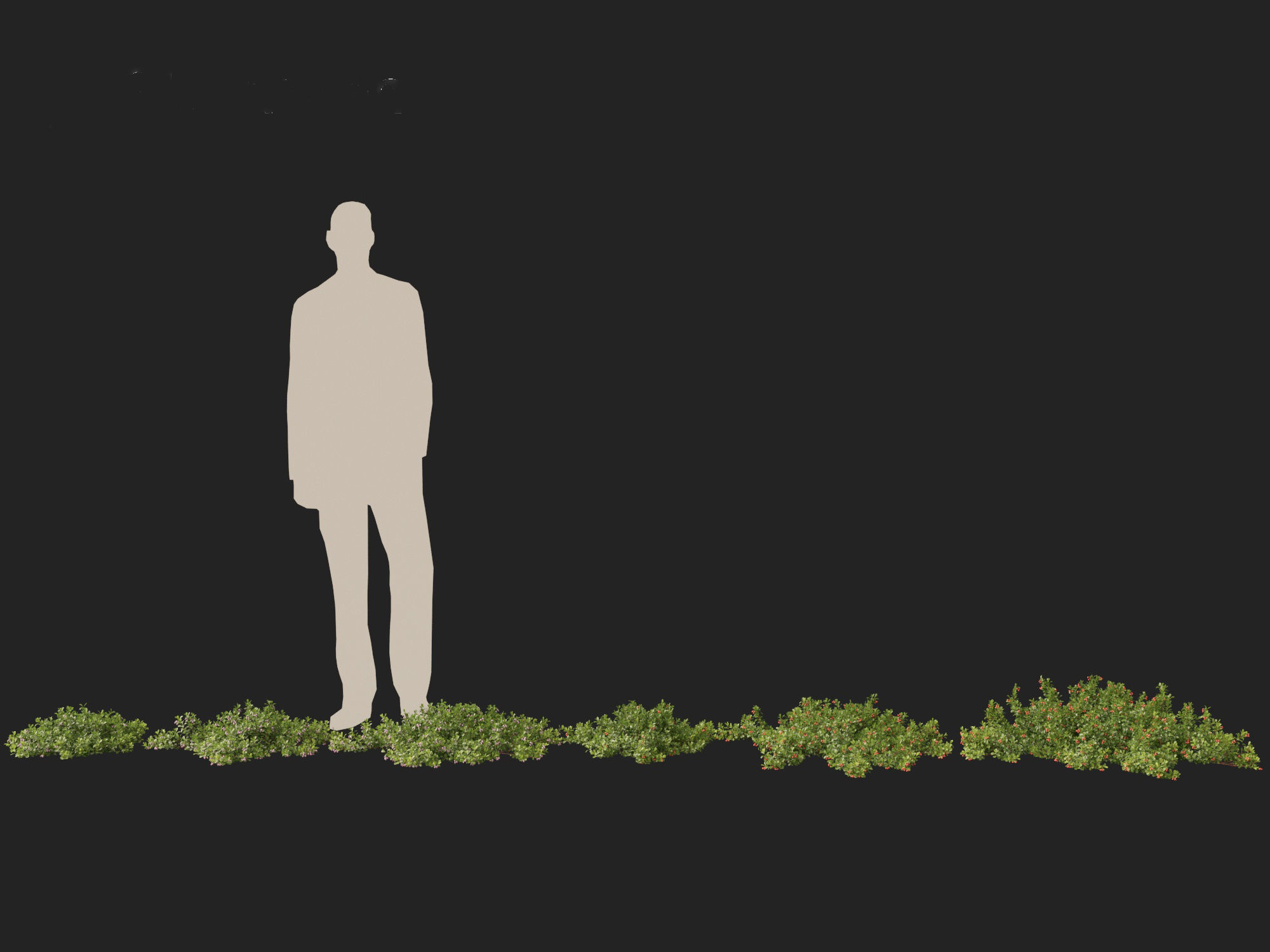 Arctostaphylos uva-ursi - common bearberry 3D model_5