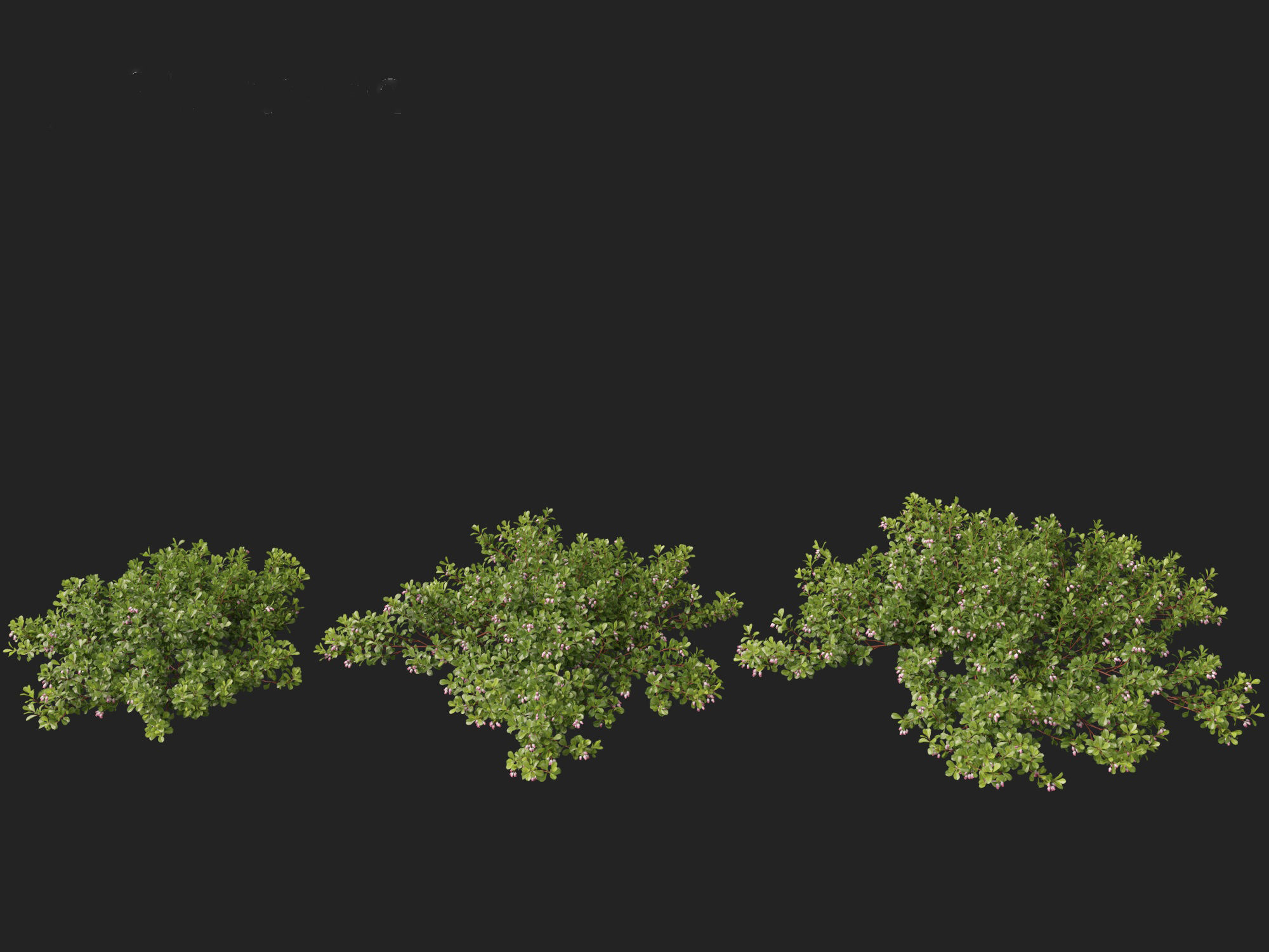 Arctostaphylos uva-ursi - common bearberry 3D model_7
