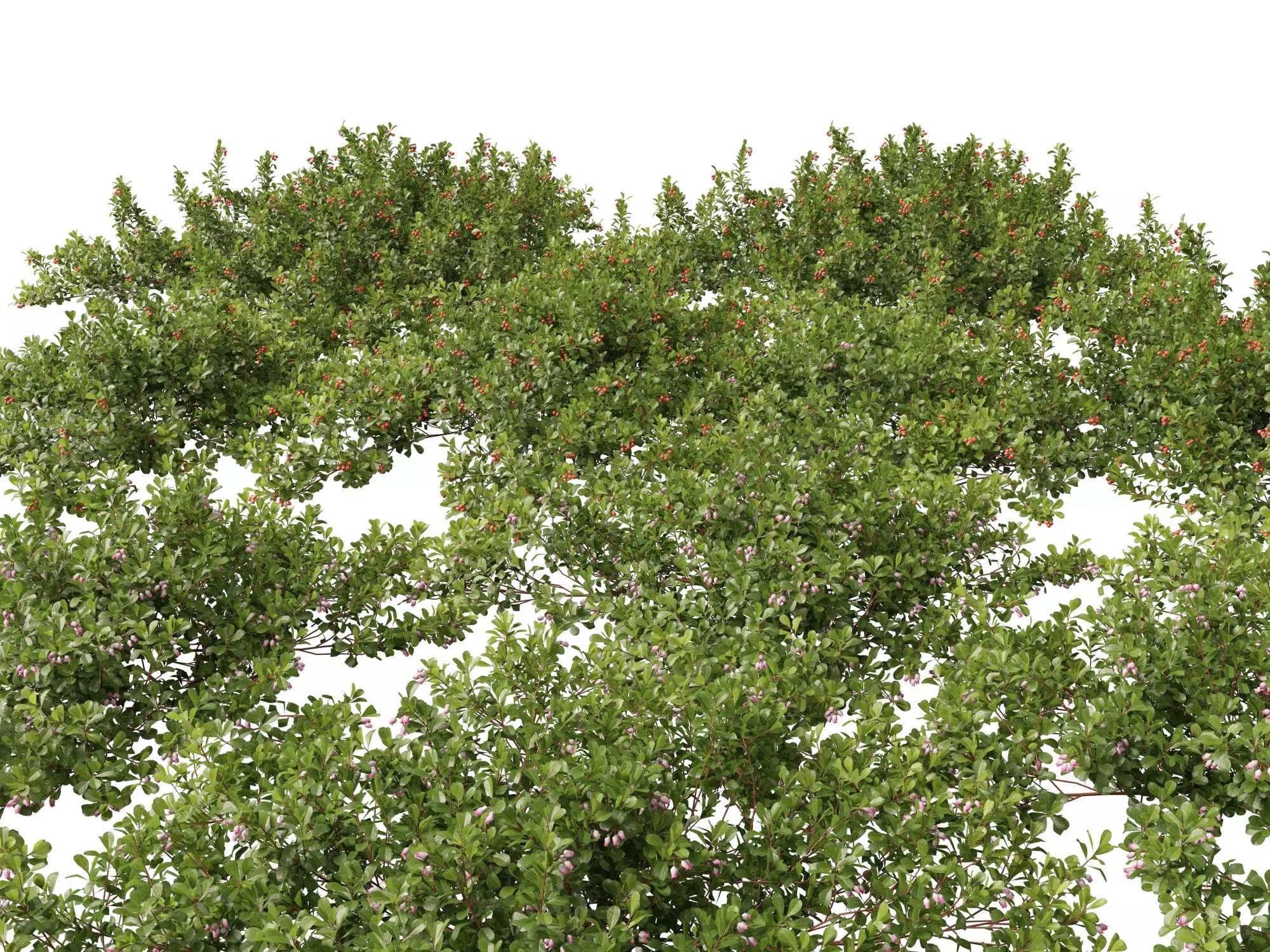 Arctostaphylos uva-ursi - common bearberry 3D model_0