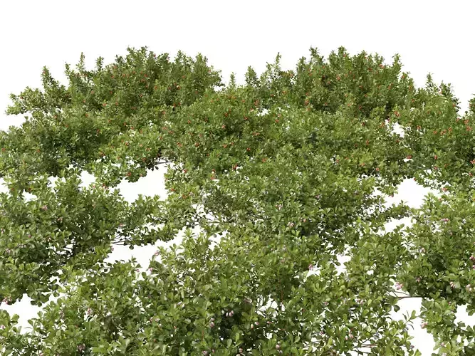 Arctostaphylos uva-ursi - common bearberry