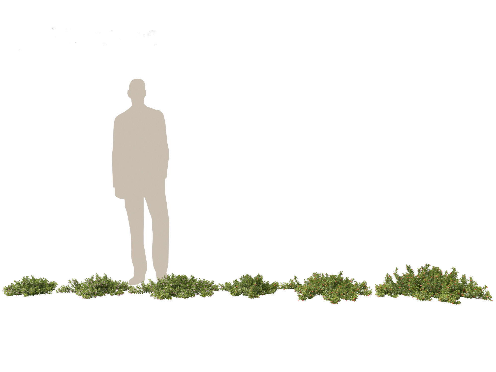 Arctostaphylos uva-ursi - common bearberry 3D model_1