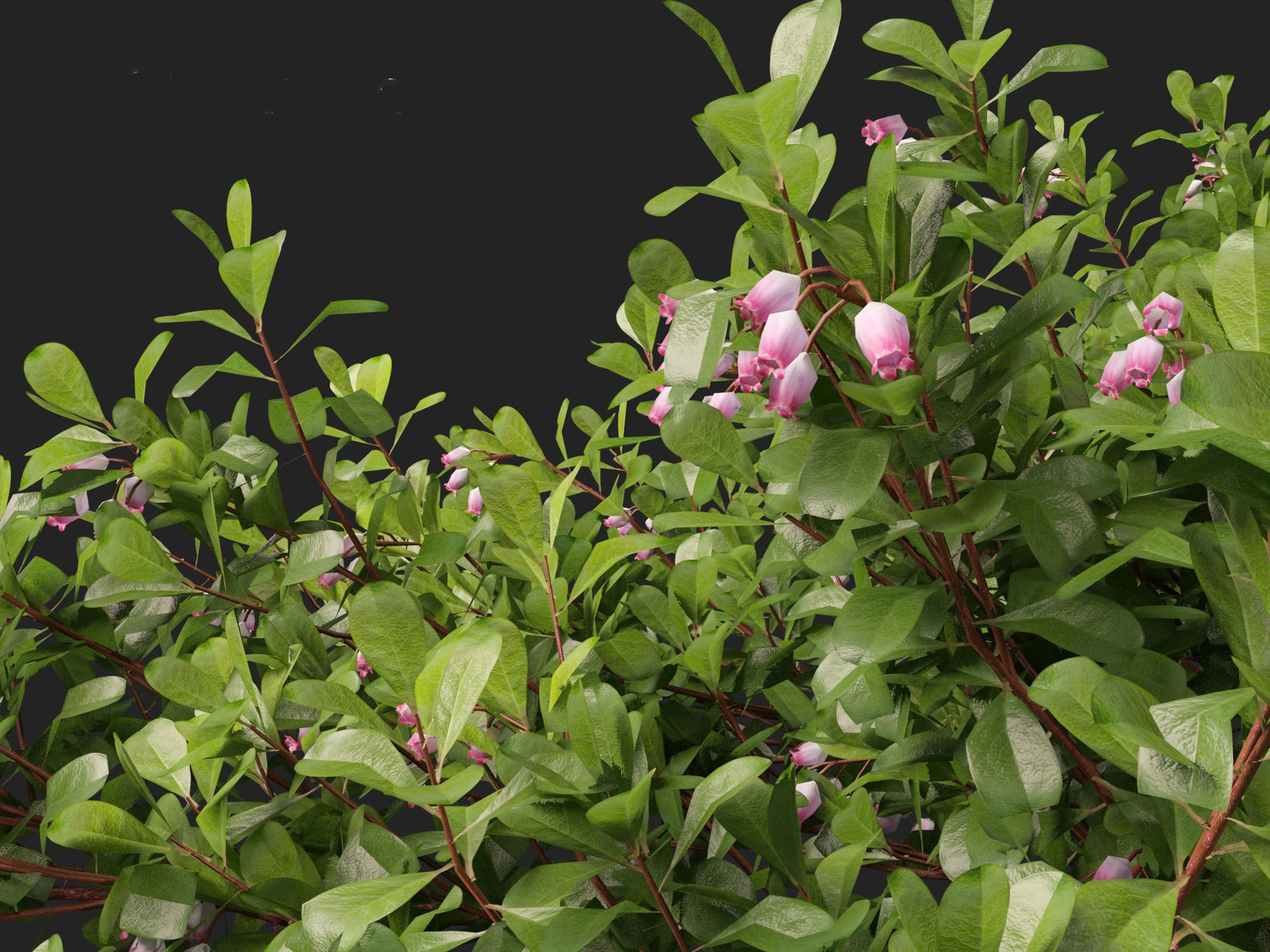 Arctostaphylos uva-ursi - common bearberry 3D model_4