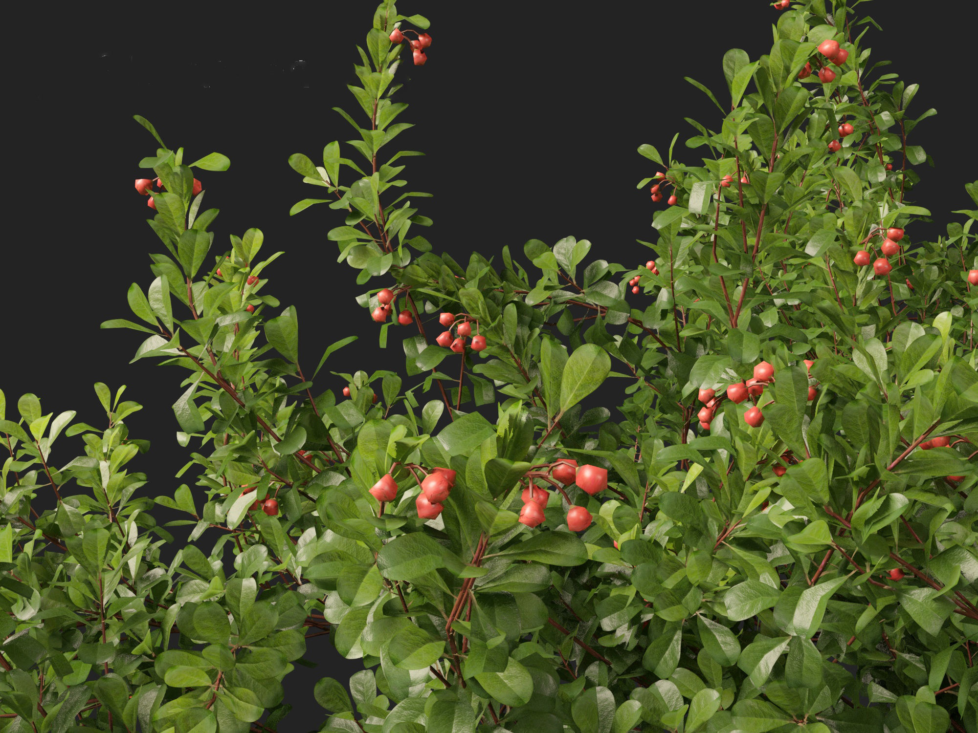 Arctostaphylos uva-ursi - common bearberry 3D model_2