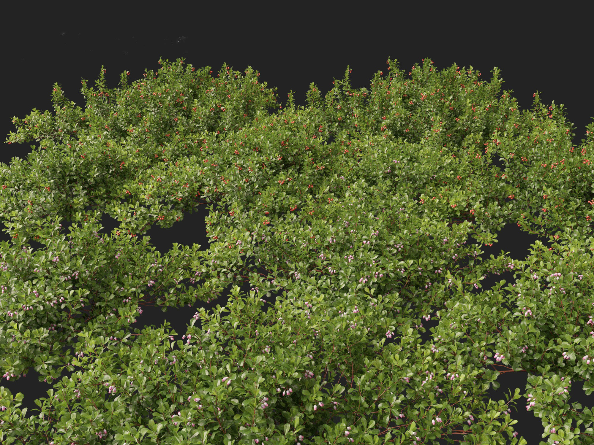 Arctostaphylos uva-ursi - common bearberry 3D model_10
