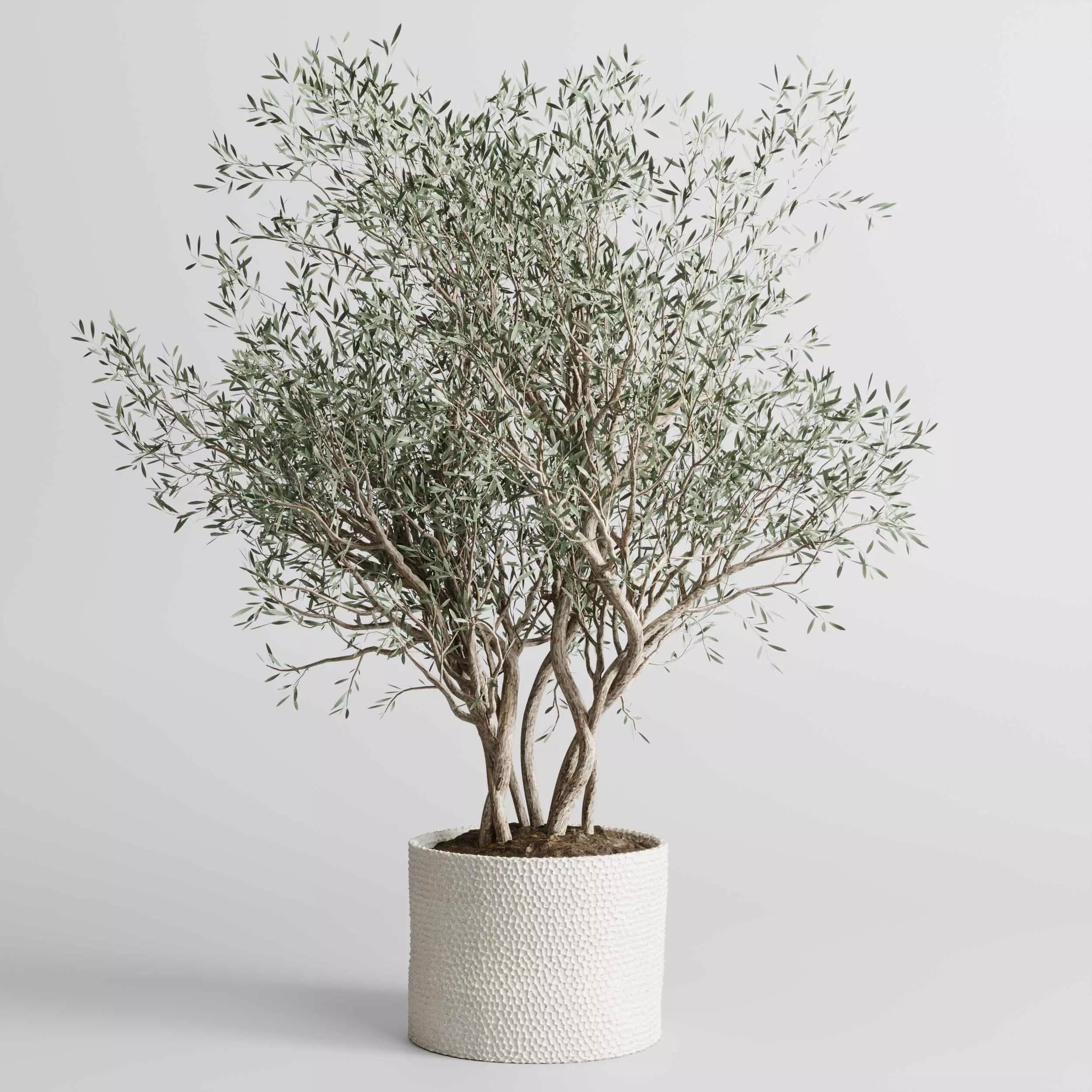 indoor plant 467 pot plant olive tree concrete dirt vase 3D model
