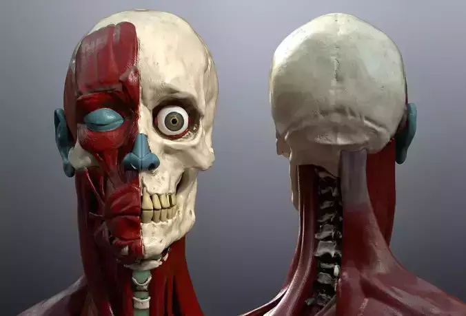 Skeleton and muscles anatomy Low-poly 3D model