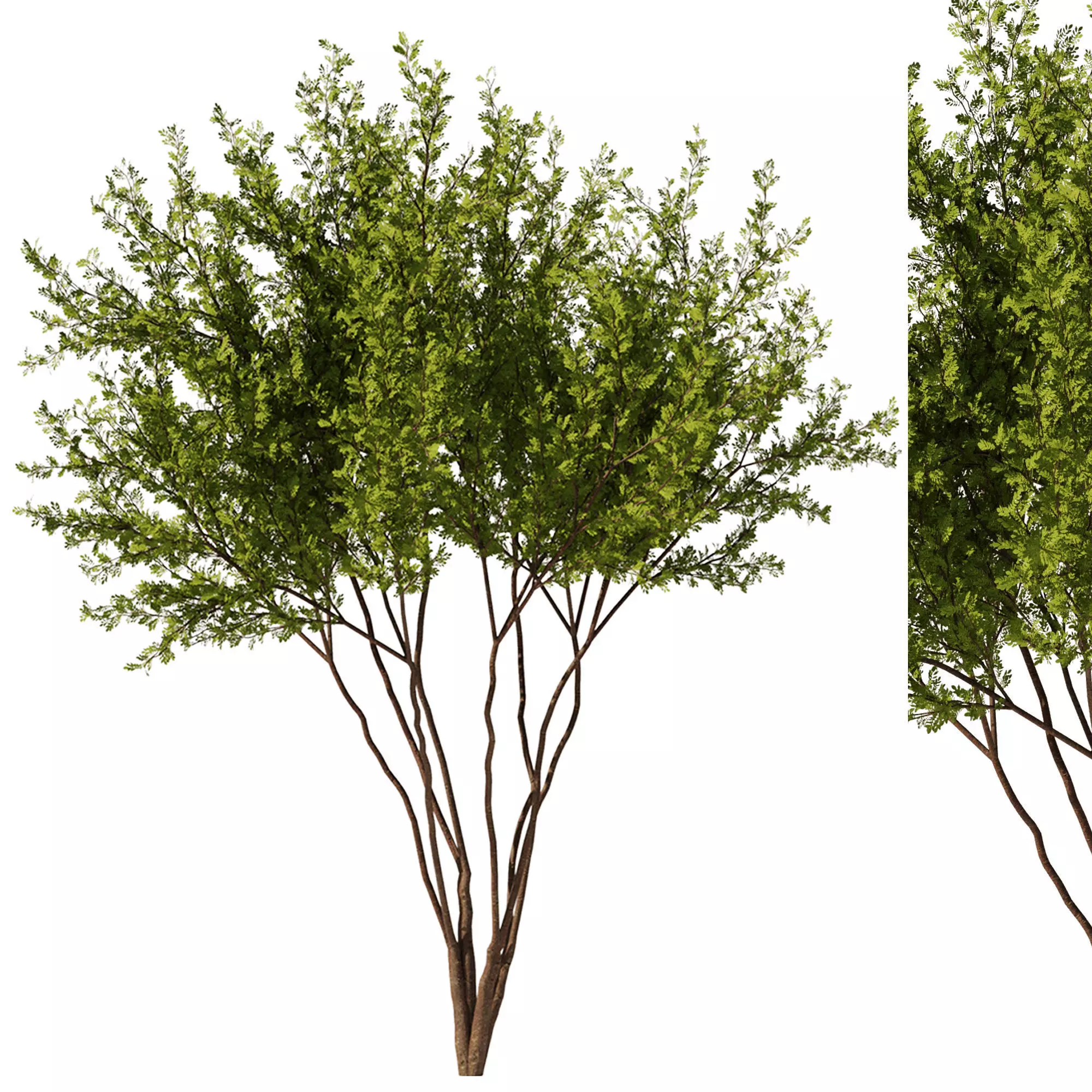 Gleditsia triacanthos tree7 - spring 3D model_0