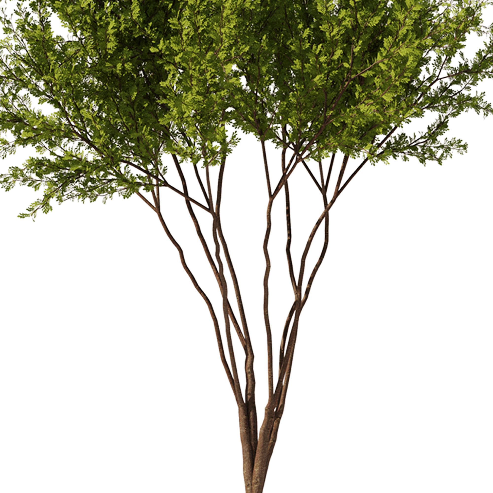 Gleditsia triacanthos tree7 - spring 3D model_1