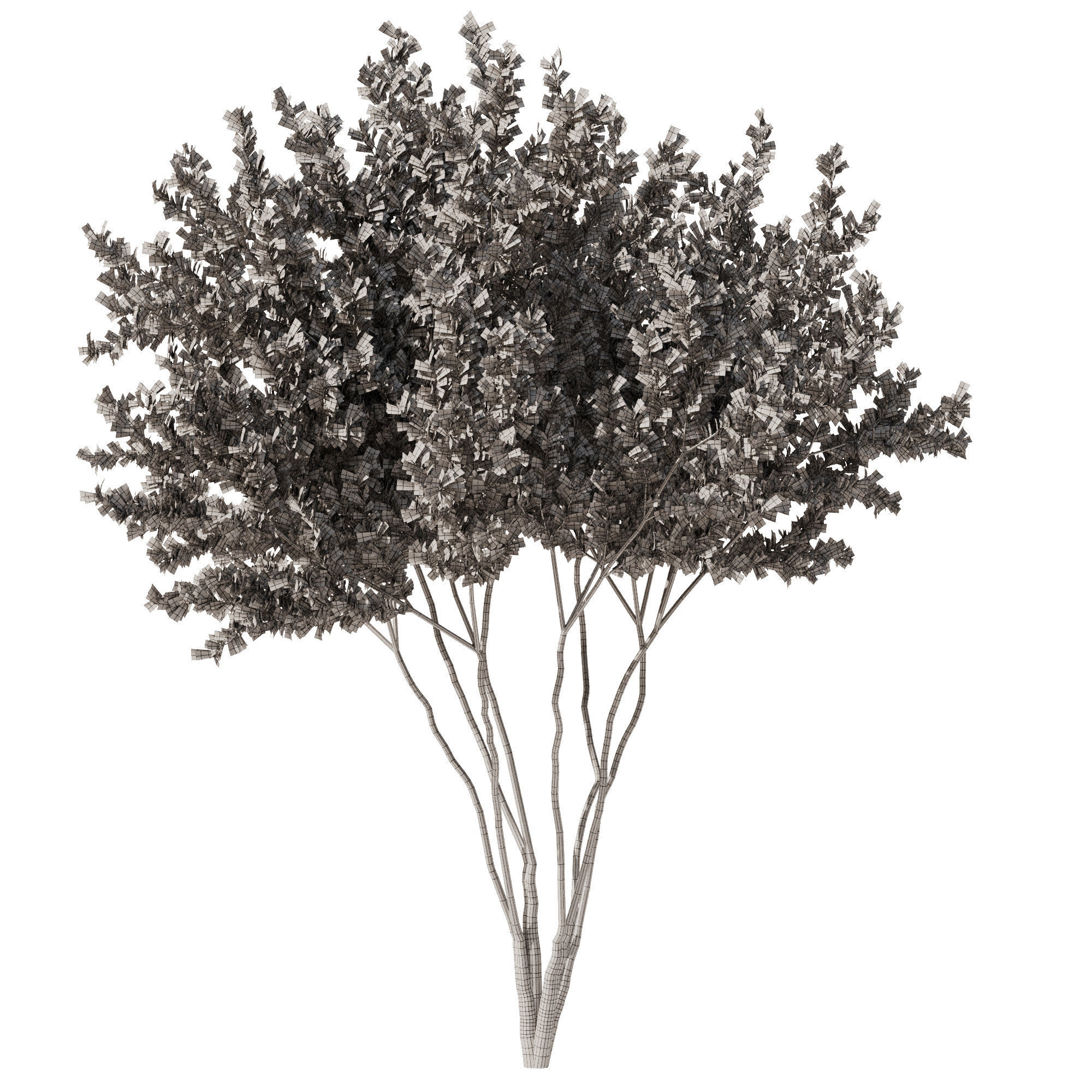 Gleditsia triacanthos tree7 - spring 3D model_3
