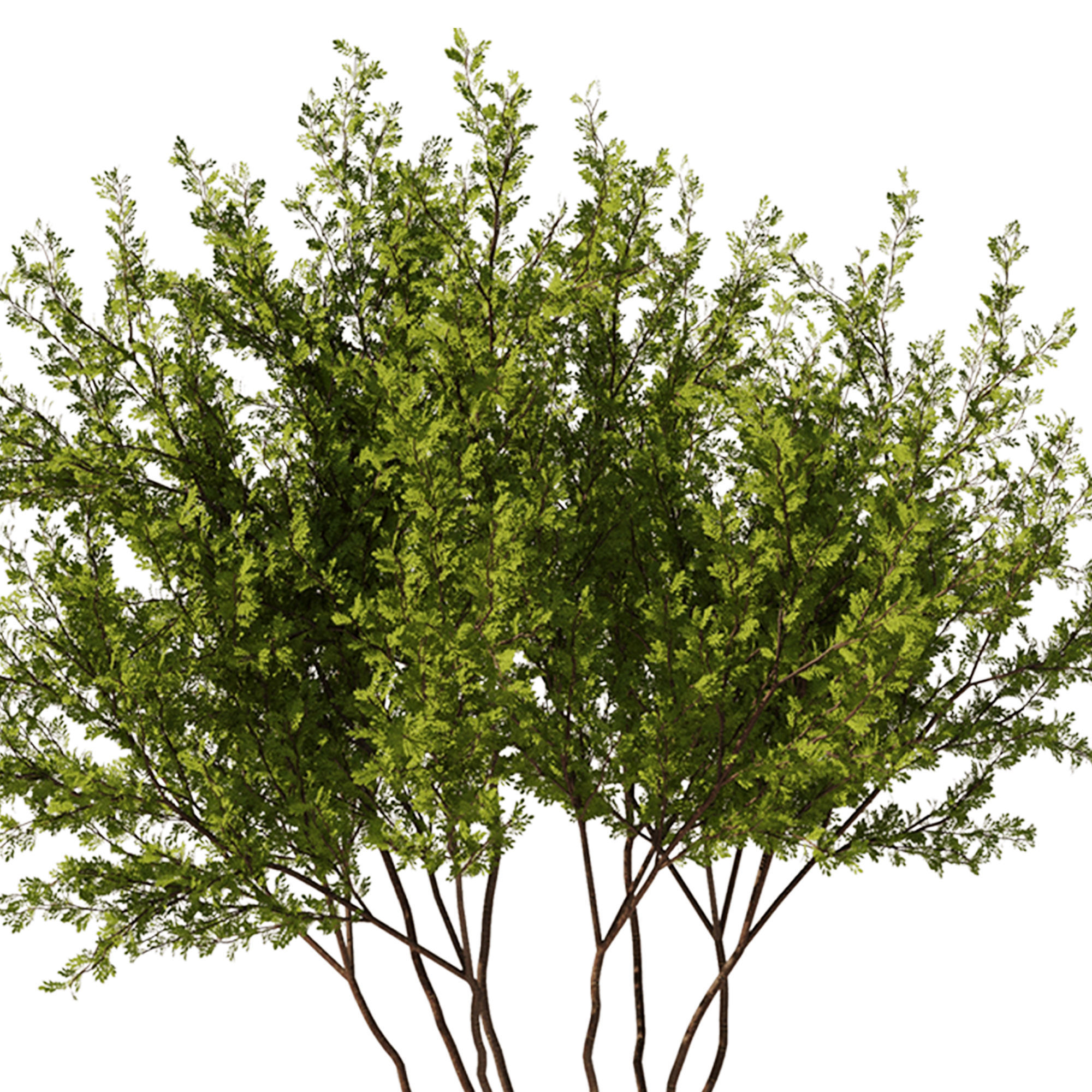 Gleditsia triacanthos tree7 - spring 3D model_2
