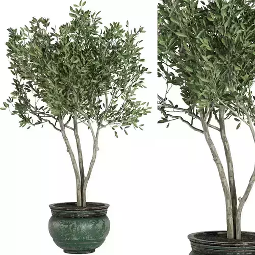 Indoor Plant Set41 - olive