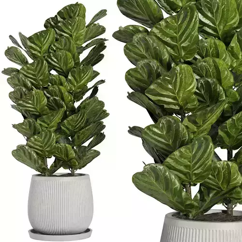 Indoor Plant Set42 - Ficuse in pot
