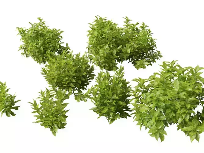 Aucuba japonica - Spotted laurel