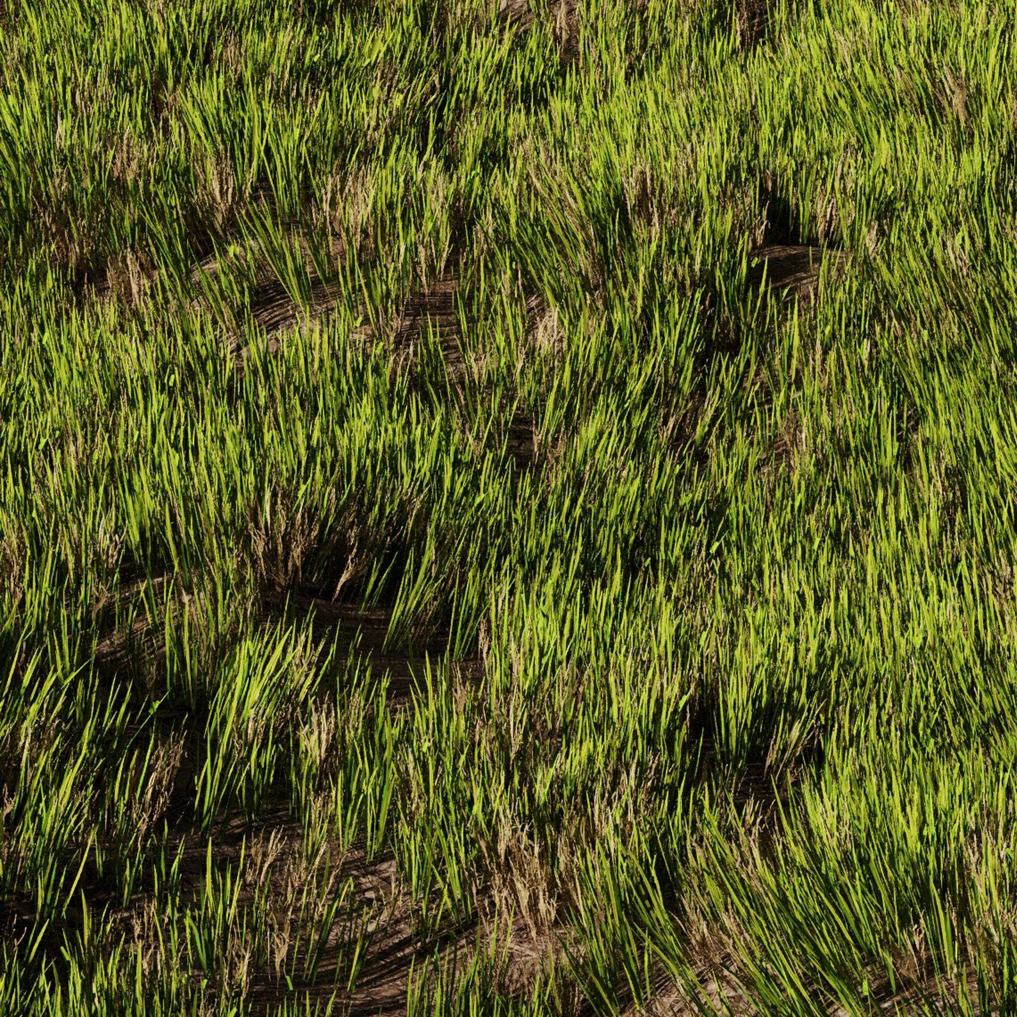 Wild Grass 3D model_4