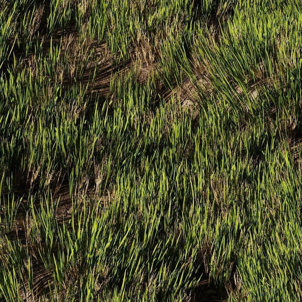 Wild Grass 3D model_1