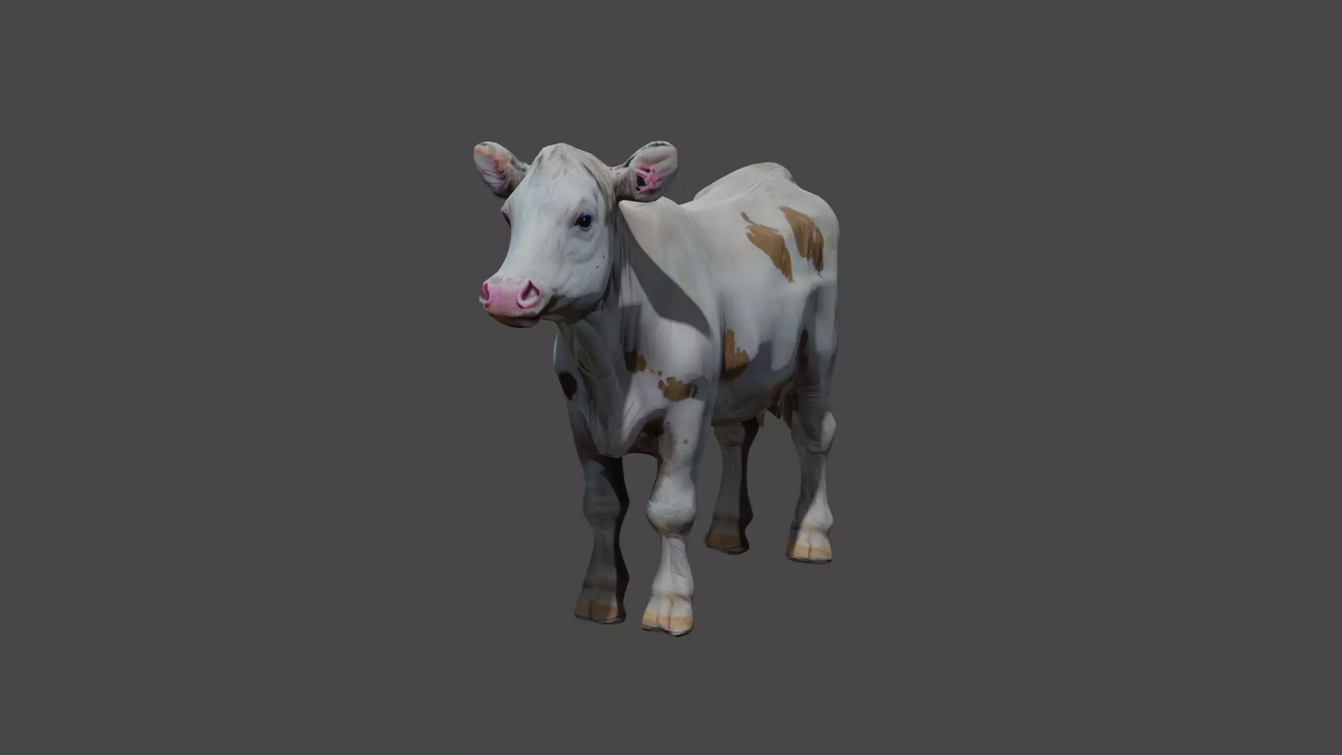 Calf 3d model Free Download Free 3D model