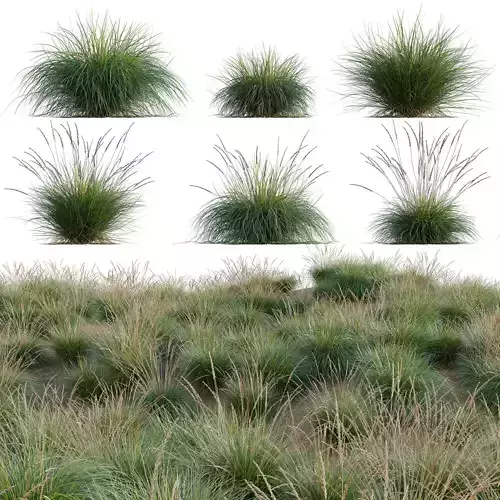 Muhlenbergia rigens - Deer Grass 3D model