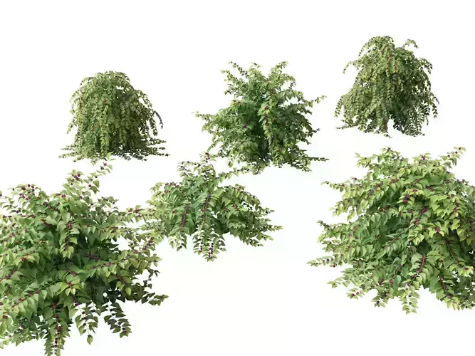 Callicarpa americana - Beautyberry 