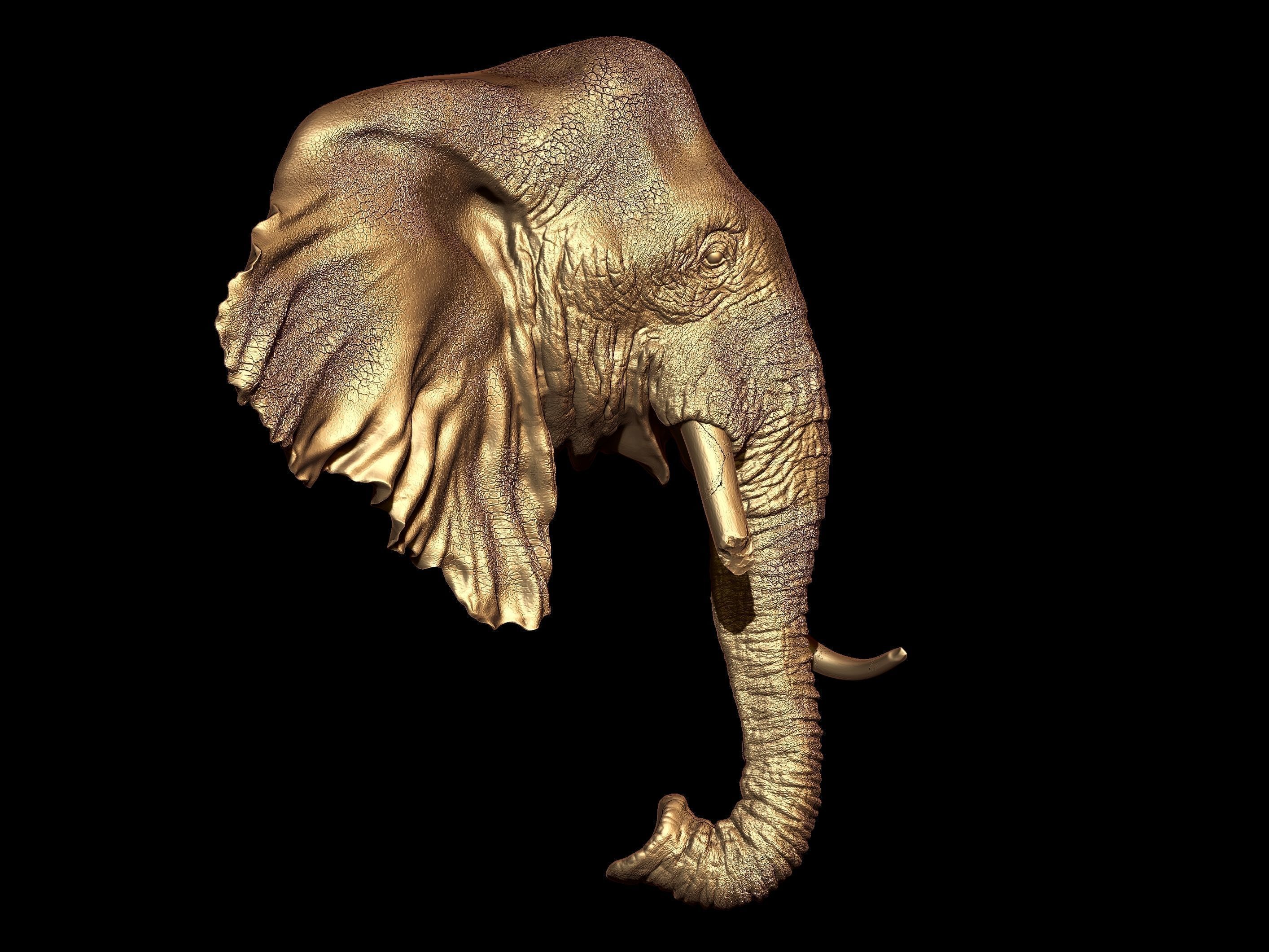 Elephand head 3D print model_3