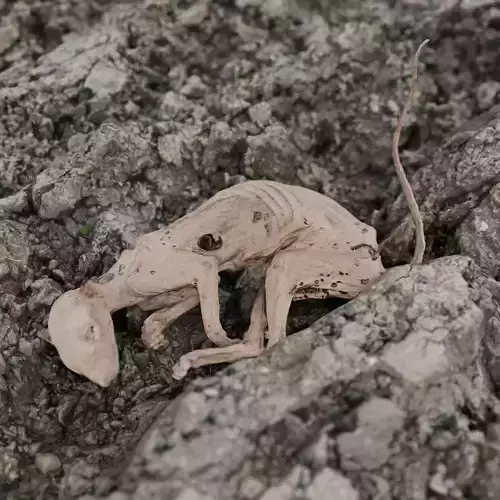 Mummified dead marten - Photoscan