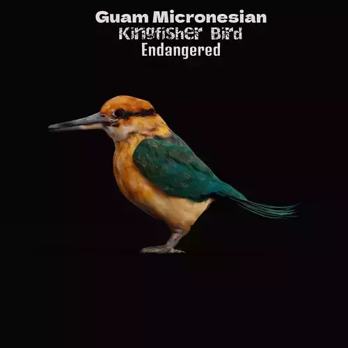 Guam Micronesian Kingfisher Wild Bird 3D model