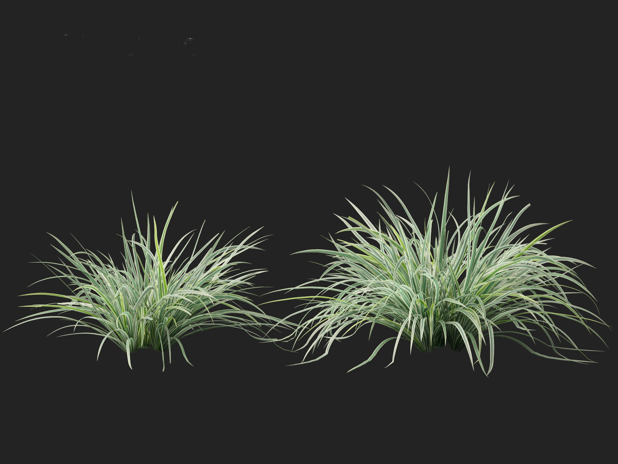 Carex morrowii Ice Dance - Variegated Sedge 3D model_11