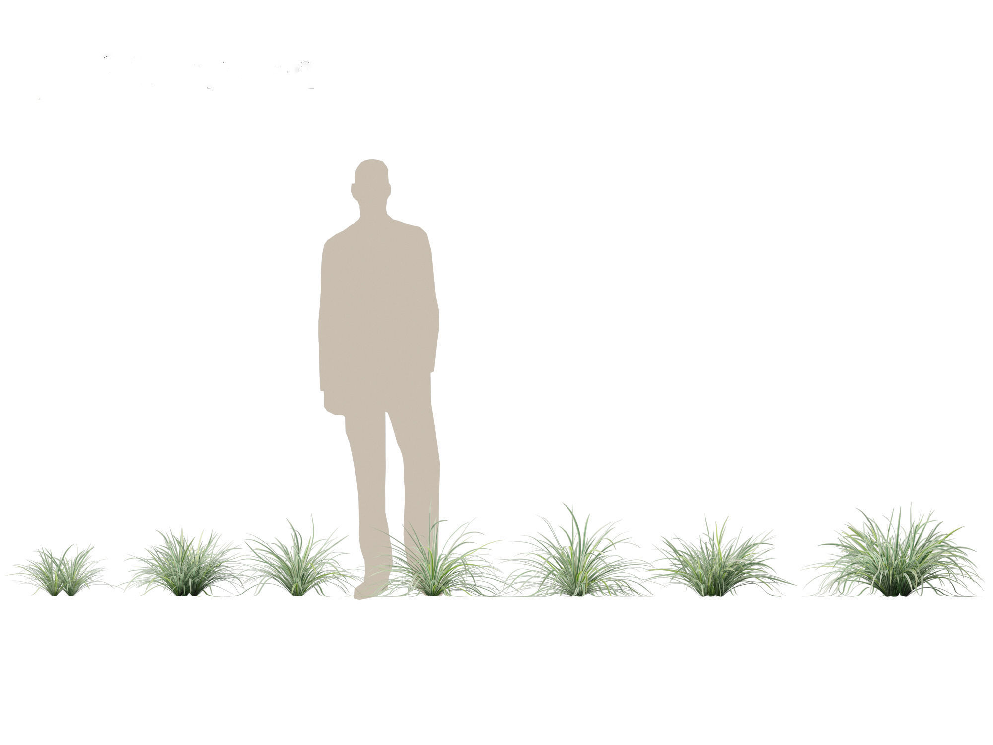 Carex morrowii Ice Dance - Variegated Sedge 3D model_1