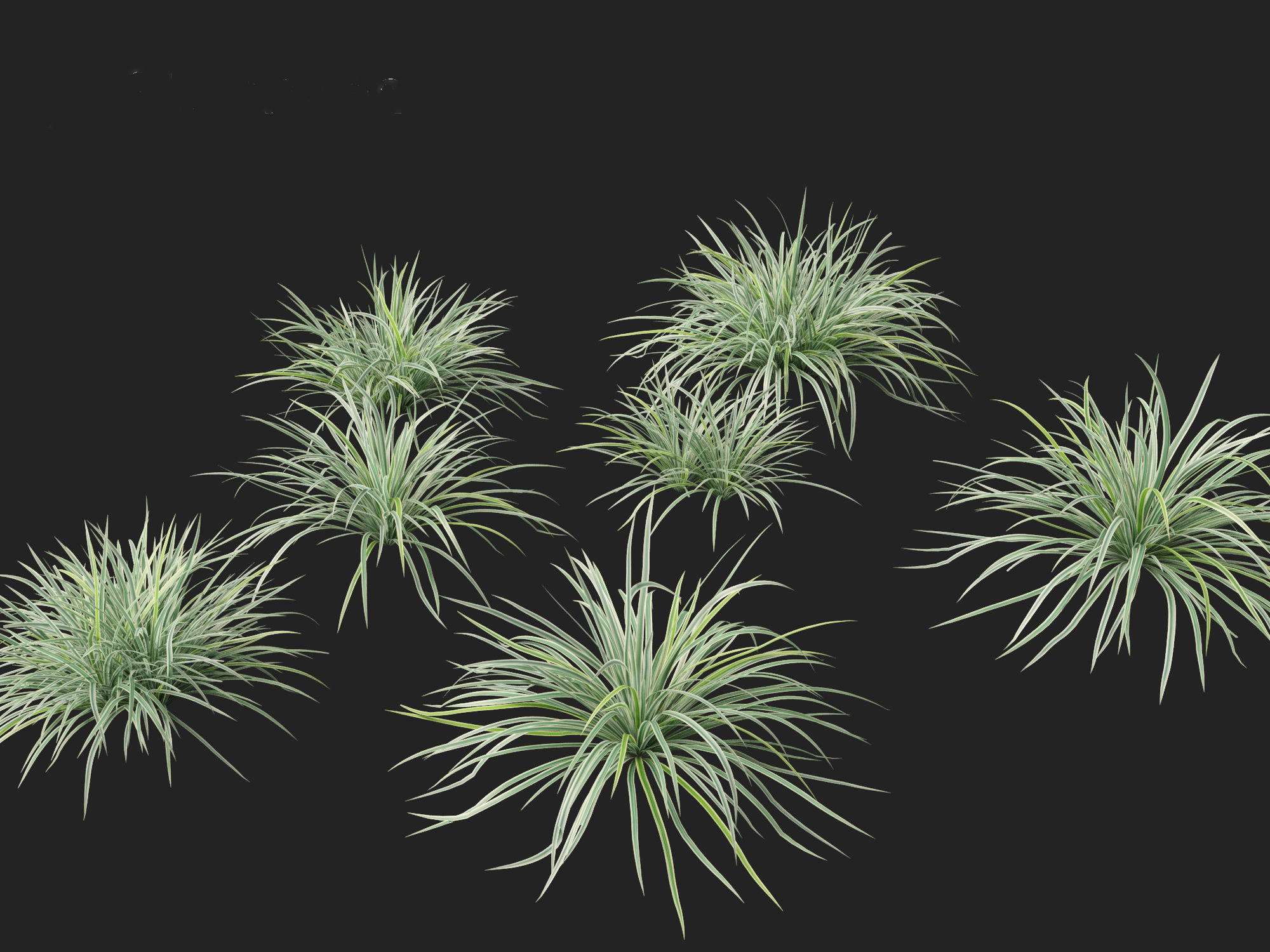 Carex morrowii Ice Dance - Variegated Sedge 3D model_2
