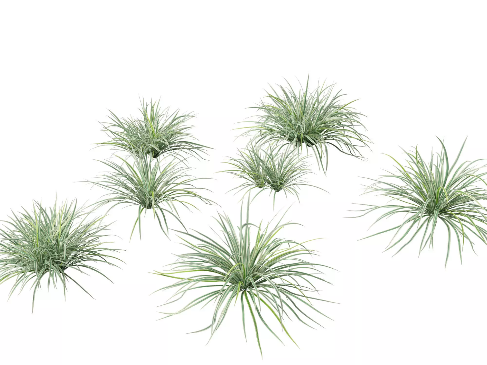 Carex morrowii Ice Dance - Variegated Sedge 3D model_0