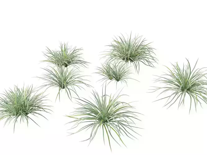 Carex morrowii Ice Dance - Variegated Sedge