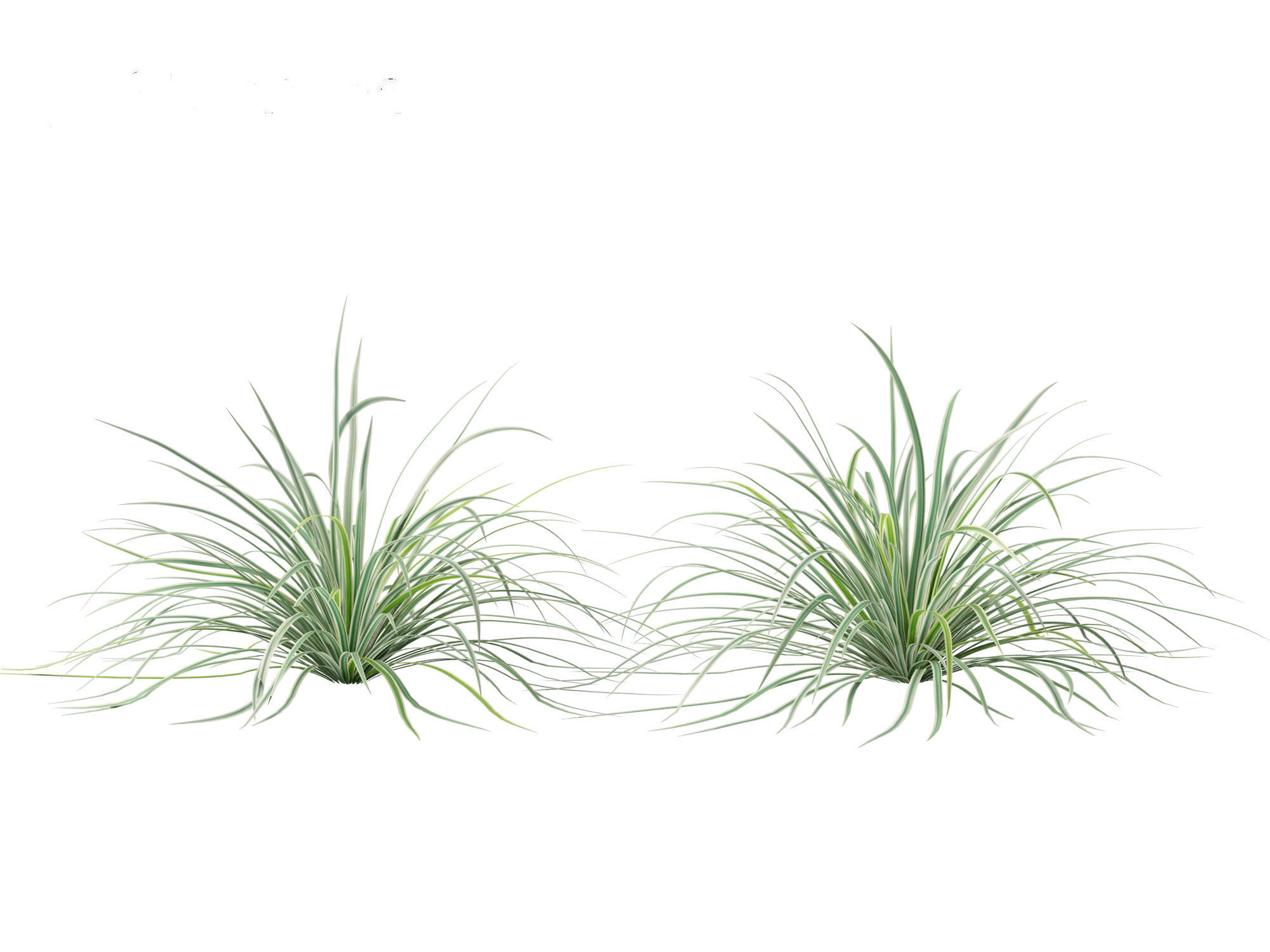 Carex morrowii Ice Dance - Variegated Sedge 3D model_8