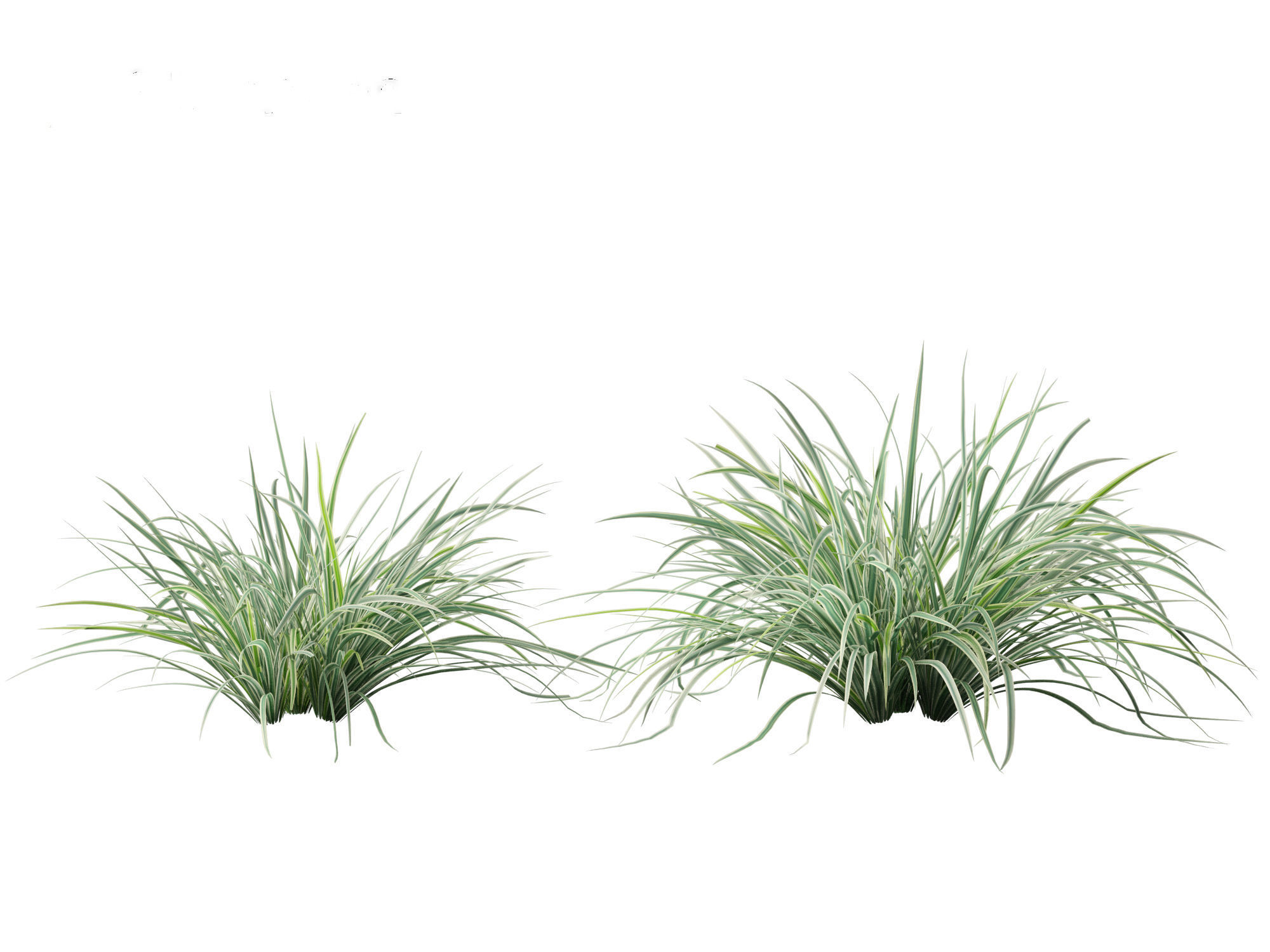 Carex morrowii Ice Dance - Variegated Sedge 3D model_10