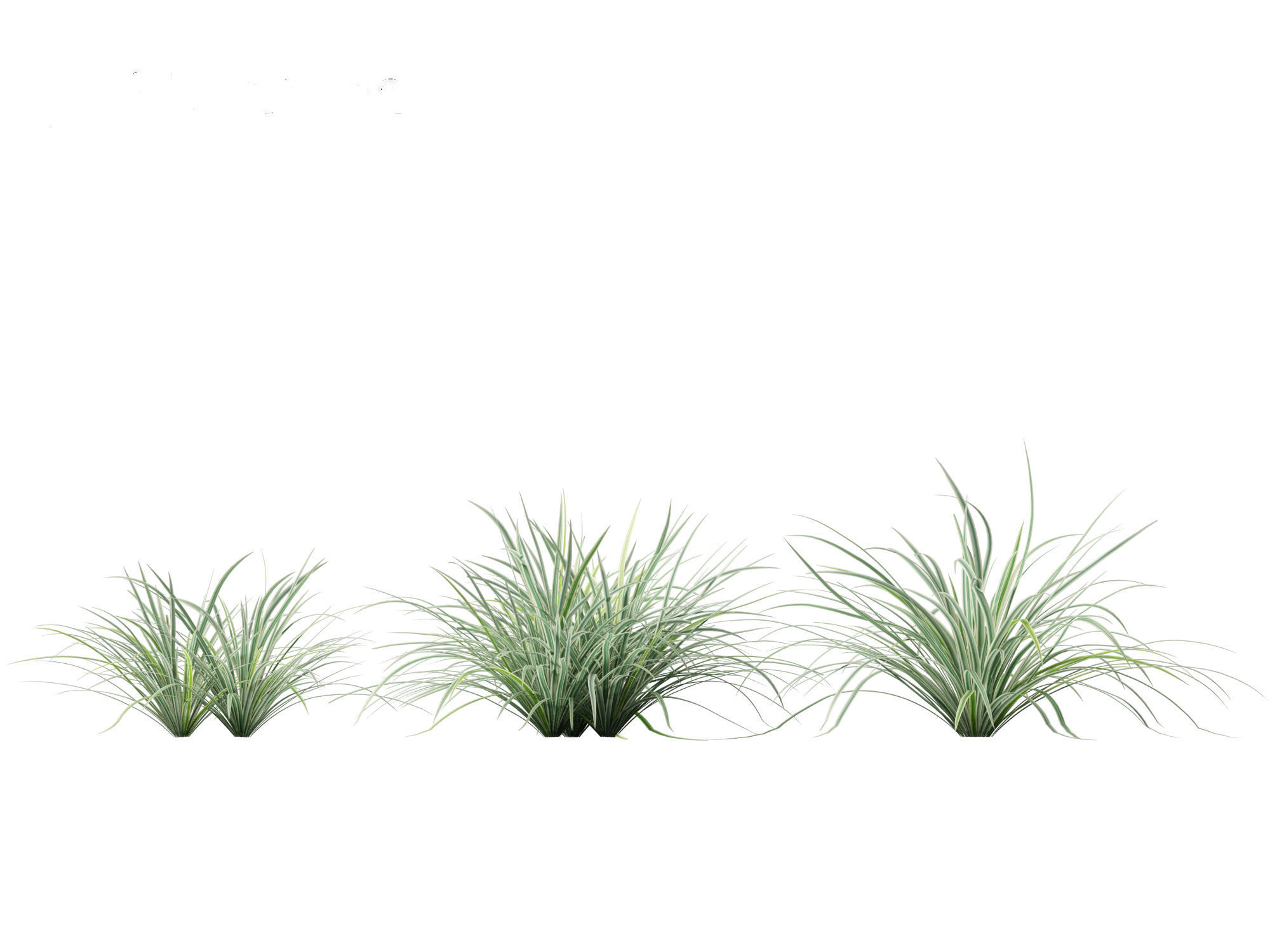Carex morrowii Ice Dance - Variegated Sedge 3D model_6
