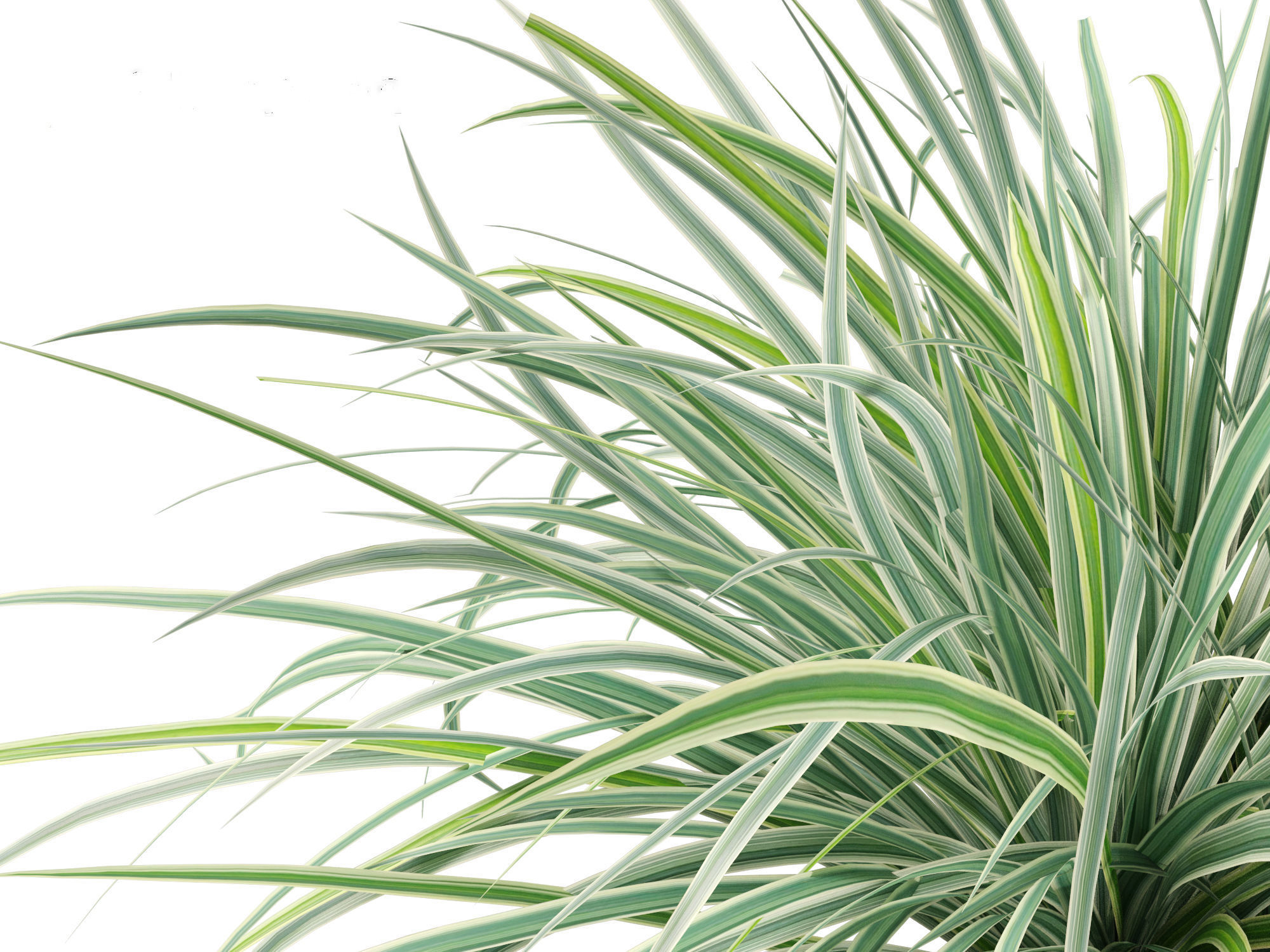 Carex morrowii Ice Dance - Variegated Sedge 3D model_3