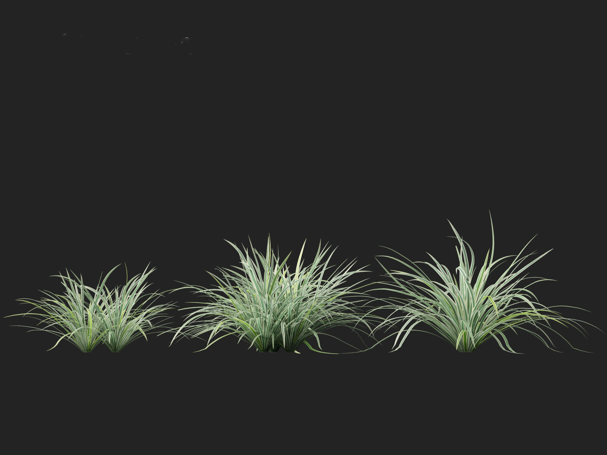 Carex morrowii Ice Dance - Variegated Sedge 3D model_7