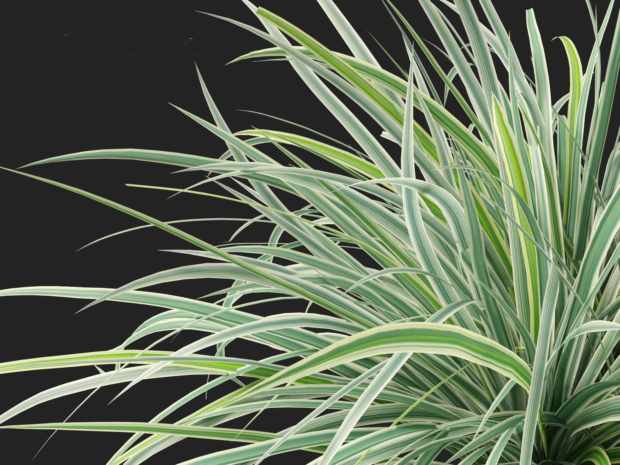 Carex morrowii Ice Dance - Variegated Sedge 3D model_4