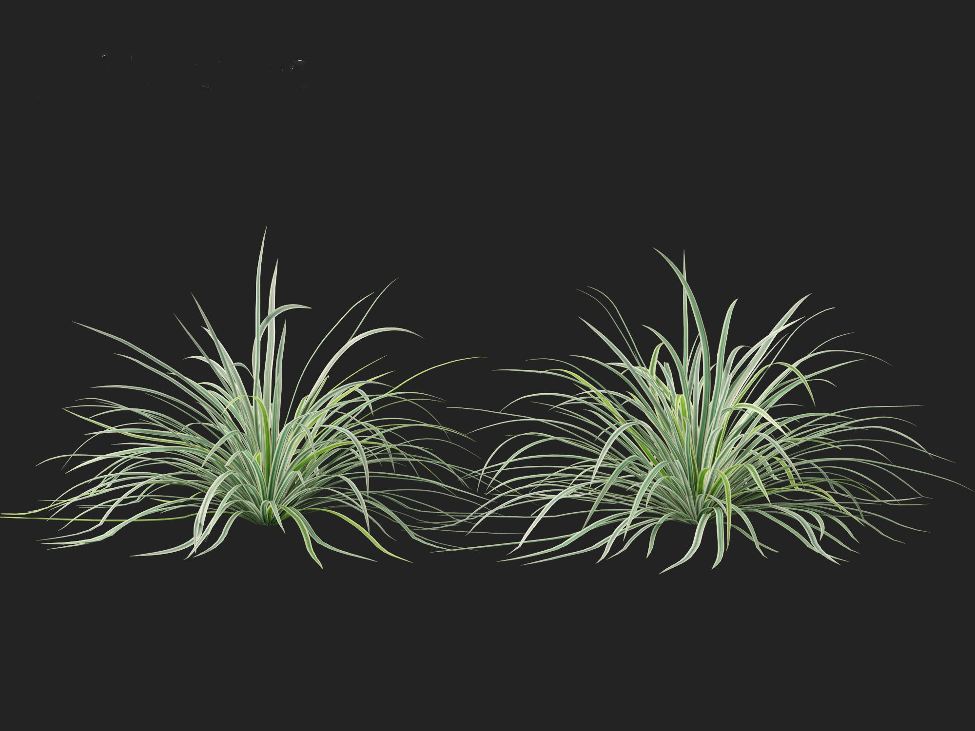 Carex morrowii Ice Dance - Variegated Sedge 3D model_9