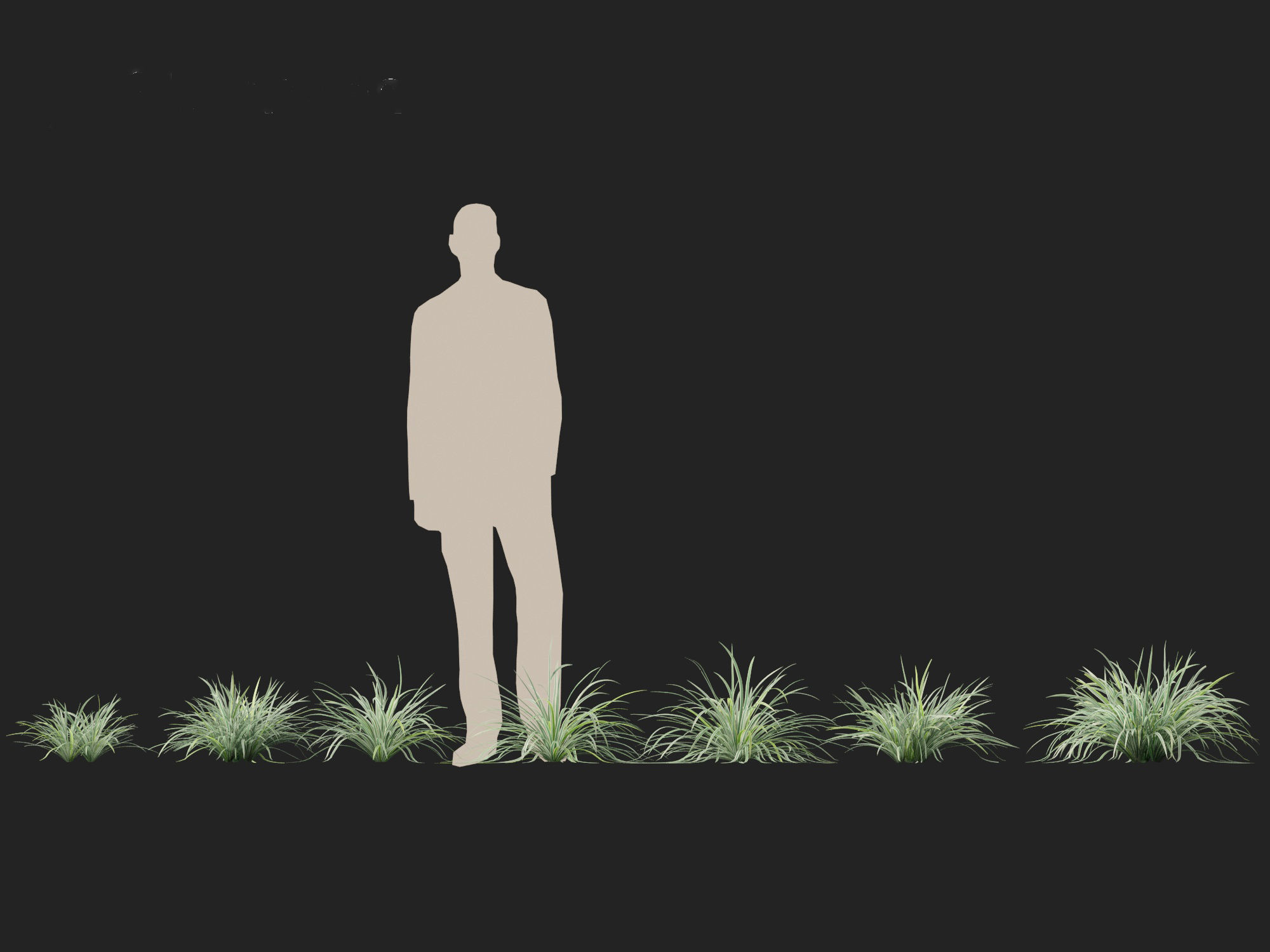 Carex morrowii Ice Dance - Variegated Sedge 3D model_5