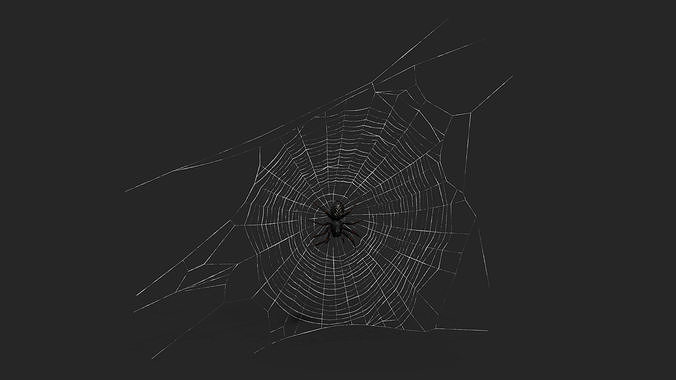 Round Web with Spider 3D model 4