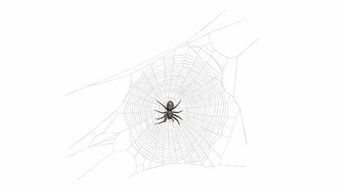 Round Web with Spider 3D model 5