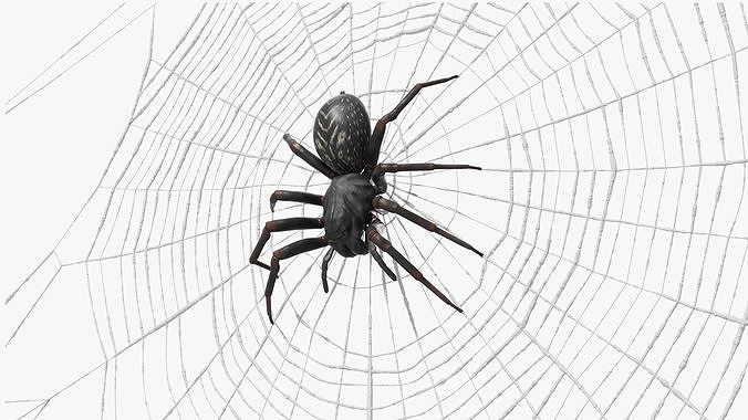 Round Web with Spider 3D model 7