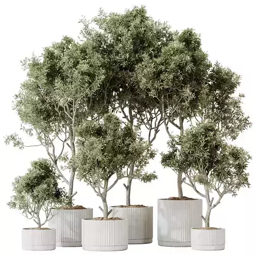Kalamata Leccino Arbequina Wilsonii Chemlali Olive Set 25 3D model