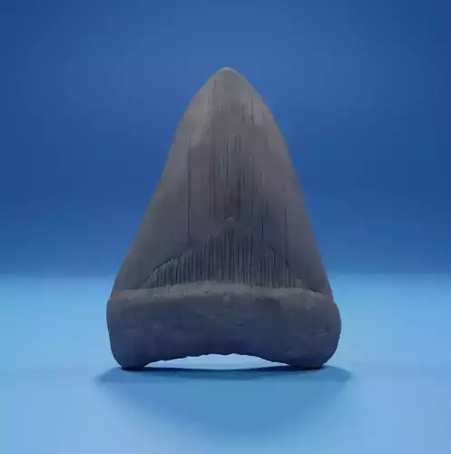 Megalodon Tooth Fossil 3D print model
