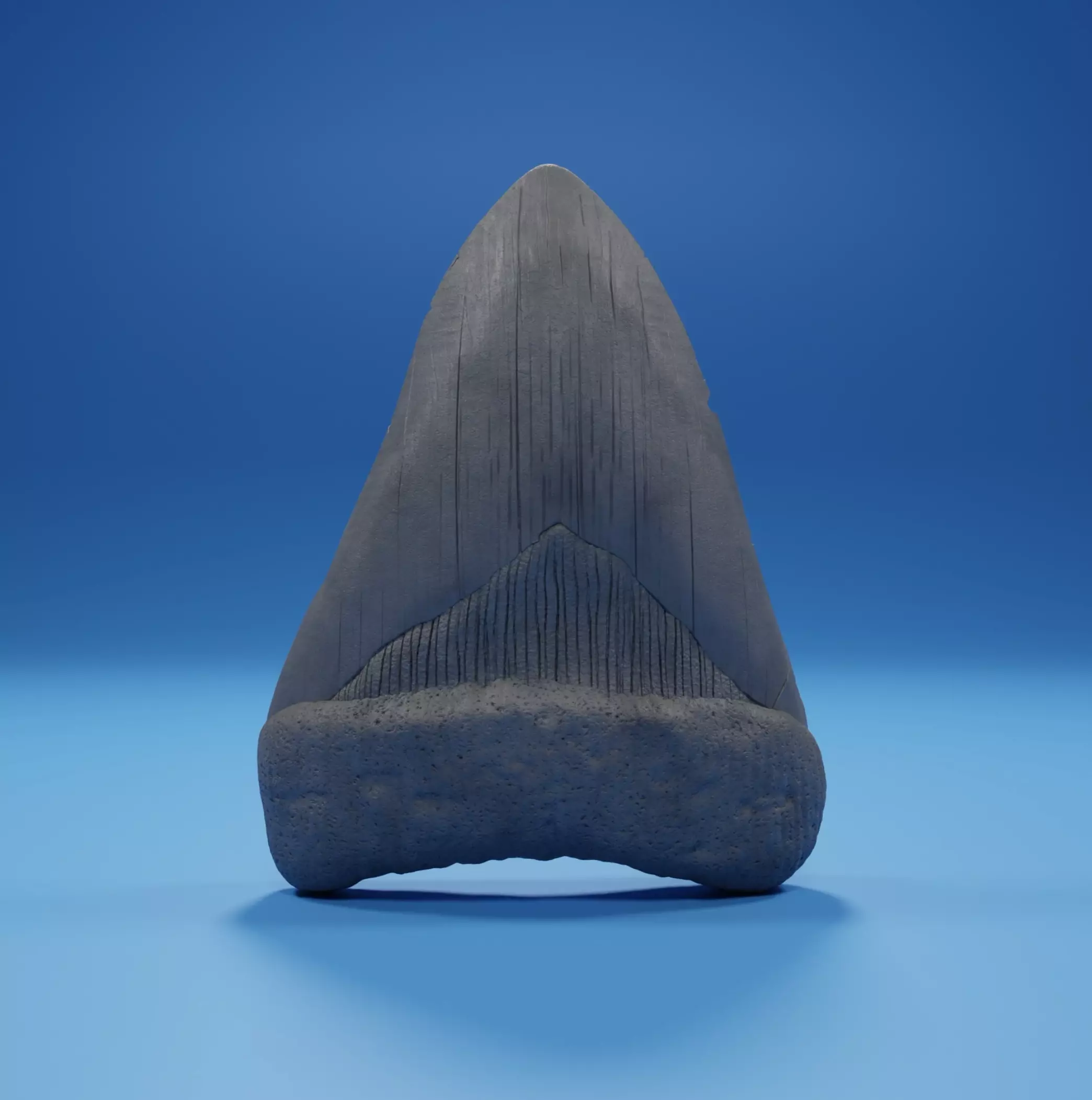 Megalodon Tooth Fossil 3D print model