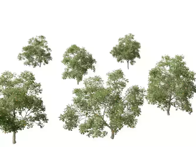 Carya ovata - Shagbark hickory